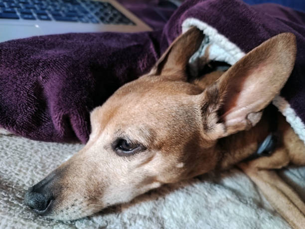 ツヴェルグピンシャーの小さな頭は毛布の上に長い耳を持つ老婦人を休ませます