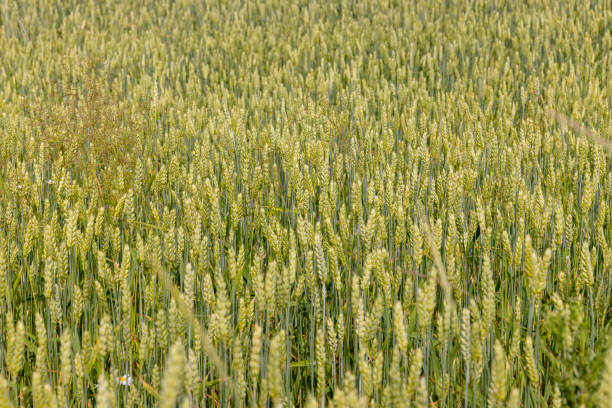 Wheat field with unripe wheat swaying in the wind , summer time of the year in a field with ripening grain wheat