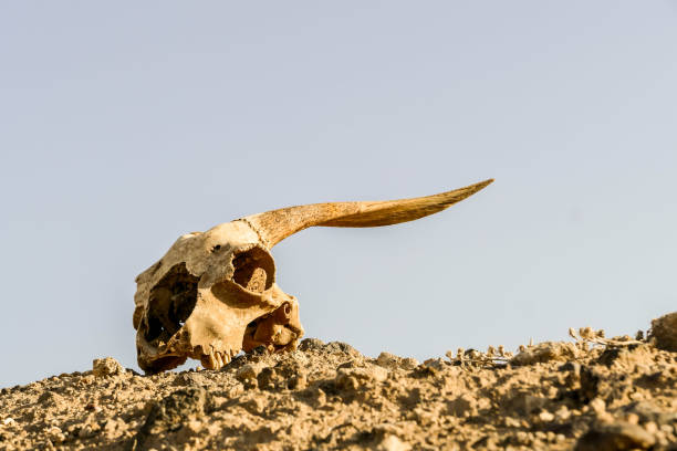 istock Dry Goat Skull Bone, Goat Skull background in the desert 1445848031