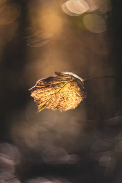 istock Autumn  leaf color soft focus with vintage lens 1445850379