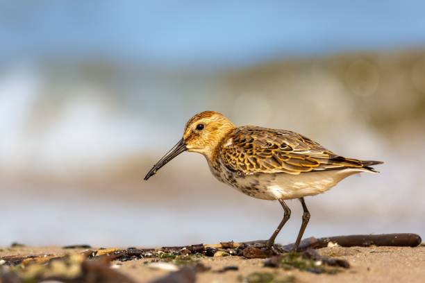 istock Close-up of the dunlin (Calidris alpina) on a seashore 1445850424