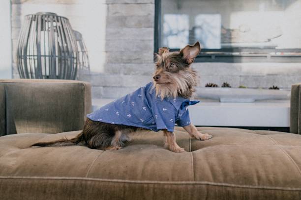 istock Dog wearing a shirt 1445851159