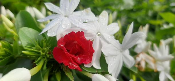 flowers blooming in a beautiful garden