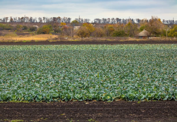 large field with a crop of white cabbage in Ukraine stock photo
