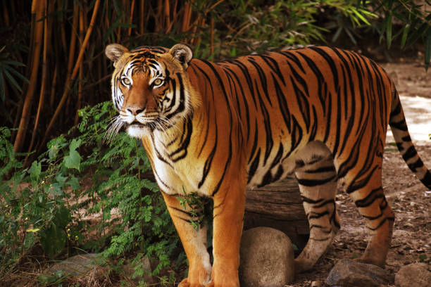 istock Portrait of a Malayan Tiger 1445856220