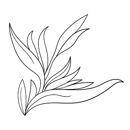 Black one line illustration grafic flowers strelitzia