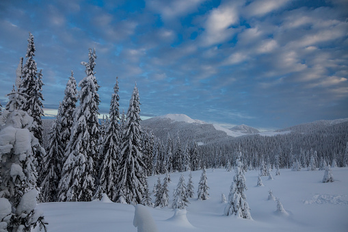 Massifs of spruce forest are covered with white snow in the winter mountains. Beautiful Carpathian mountain ranges with the sunset horizon