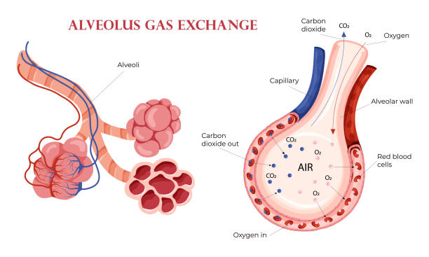 Alveoli oxygen and carbon dioxide exchange in lungs Alveoli oxygen and carbon dioxide exchange in lungs. Detailed illustration isolated on white background. Cartoon style alveolus stock illustrations