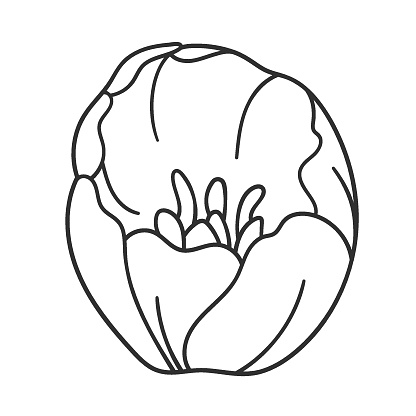 One line black illustration grafic flowers tulip draw.