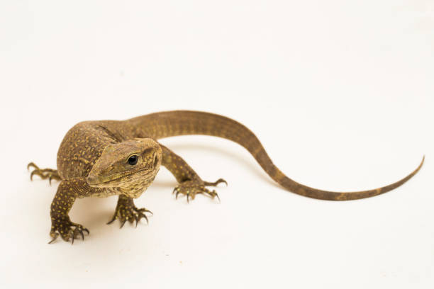 istock The clouded monitor lizard (Varanus nebulosus) on white background 1445868252