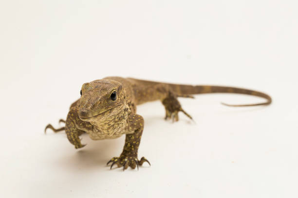 istock The clouded monitor lizard (Varanus nebulosus) on white background 1445868271