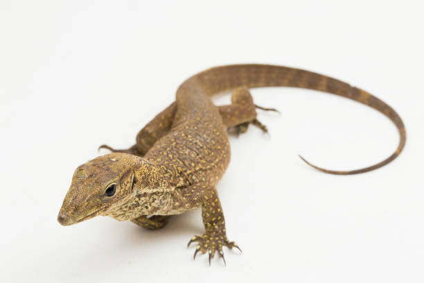 istock The clouded monitor lizard (Varanus nebulosus) on white background 1445868278