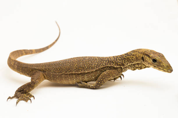 istock The clouded monitor lizard (Varanus nebulosus) on white background 1445868304