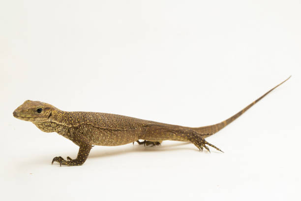 istock The clouded monitor lizard (Varanus nebulosus) on white background 1445868330