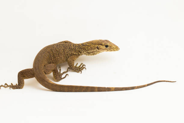 istock The clouded monitor lizard (Varanus nebulosus) on white background 1445868331