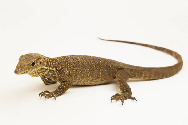 istock The clouded monitor lizard (Varanus nebulosus) on white background 1445868350