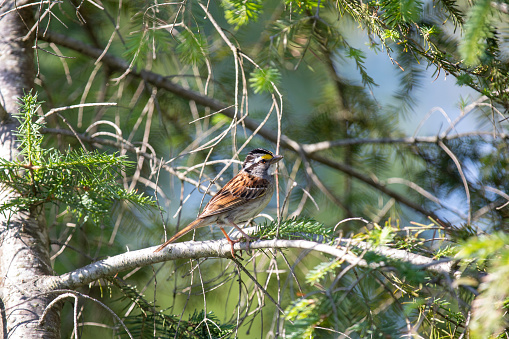 A white-throated sparrow in the Ontario wilderness.