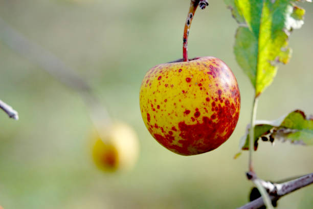 Red spotted golden apple close up.