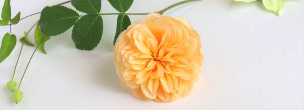 istock yellow rose petals on white background 1445882822