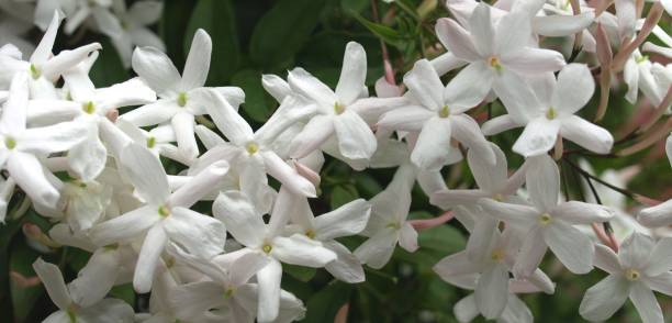 istock blooming jasmine flowers in the garden. 1445882824