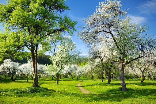 Beautiful old apple tree garden blossoming on sunny spring day. Blooming apple trees over bright blue sky.