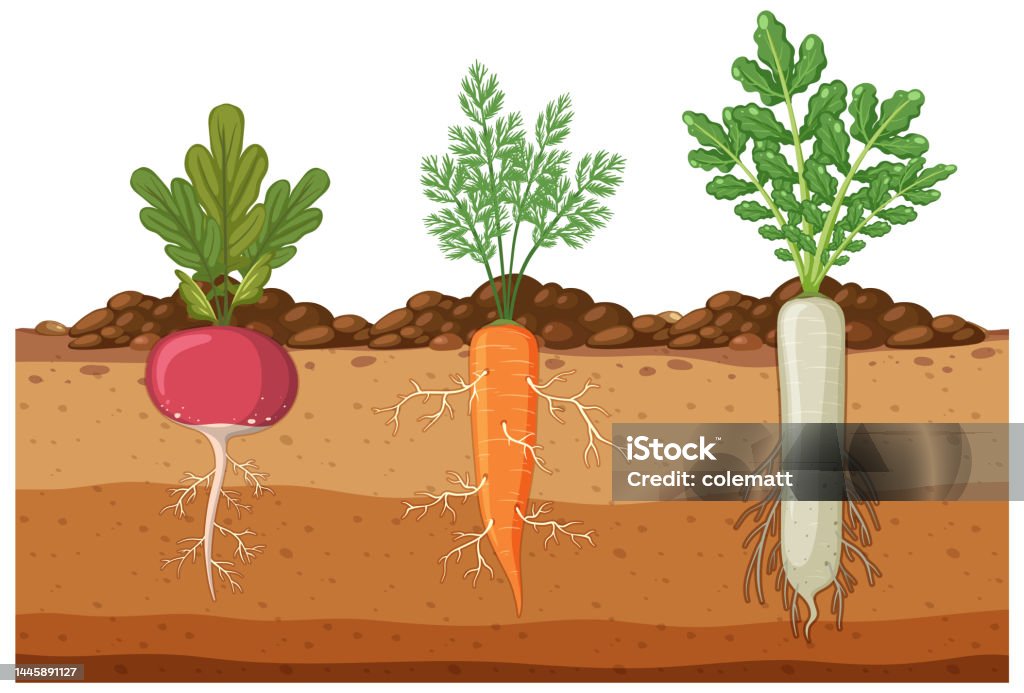 Set Of Root Vegetables With Root System Underground Stock Illustration