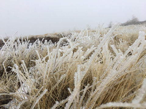 Frozen grass in the mountains