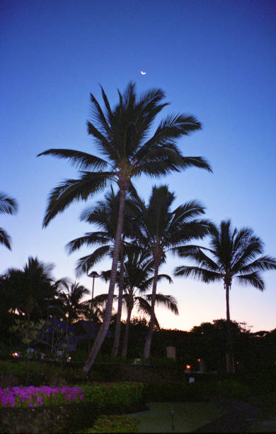 silhouette de palmier - maui beach palm tree island photos et images de collection