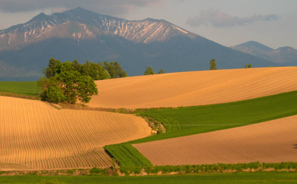 Twilight Hills and Mt. Furano 夕暮れの丘と富良野岳 furano basin stock pictures, royalty-free photos & images