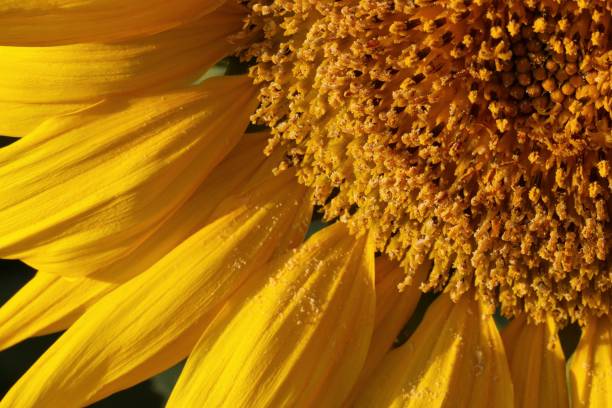 Photo of Closeup details of sunflower. Helianthus annuus.
