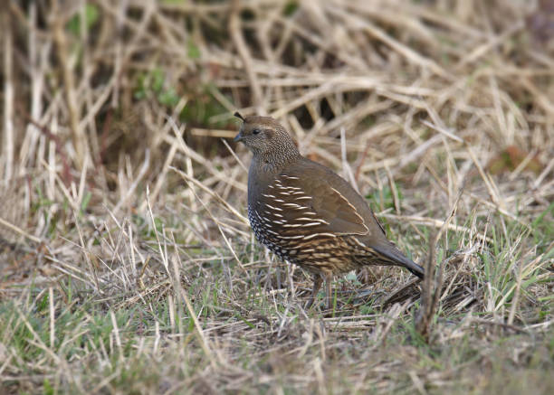 istock California Quail (female) (callipepla californica) standing on grassy ground 1445894859