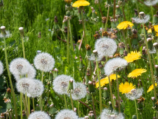 istock Fluffy dandelions and green grass 1445894985