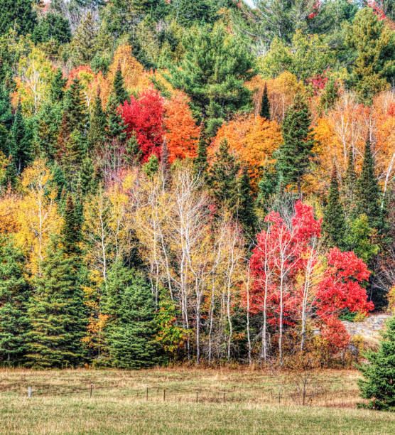 istock Magical Muskoka autumn pictures 1445895103
