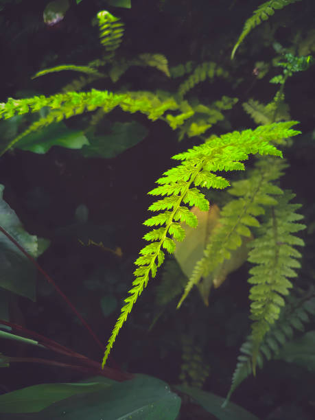 istock Beauty of nature 1445896600