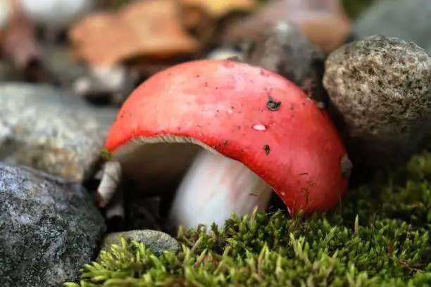 A small red mushroom sits hidden among the rocks and moss on a rainy day in rural Alaska.