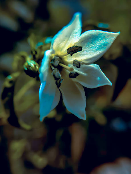 istock the top of a plant -20 1445898078