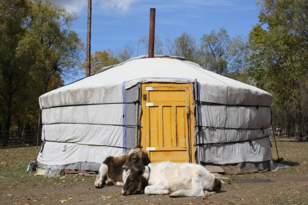Two Calves in front of a nomadic tent in the serene Terelj valley of Tuv region, Mongolia. stock photo