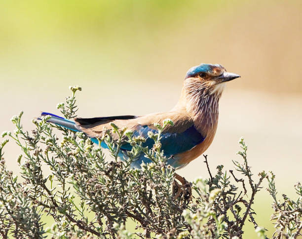 istock Beautiful Oman wildlife Pictures 1445899295