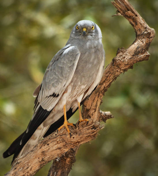istock Beautiful Oman wildlife Pictures 1445899336