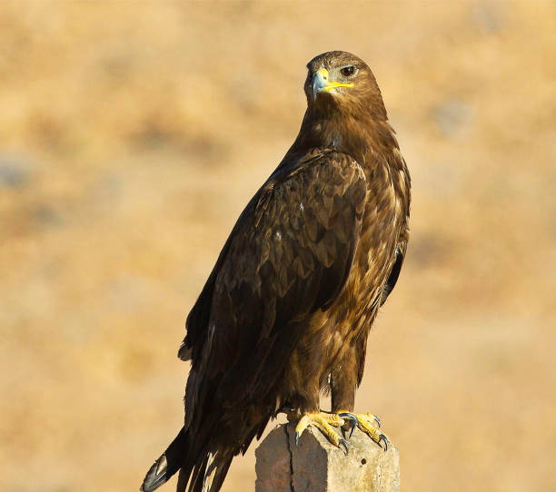 istock Beautiful Oman wildlife Pictures 1445899363