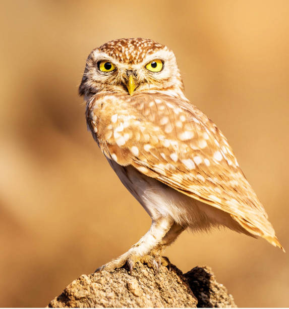 istock Beautiful Oman wildlife Pictures 1445899364