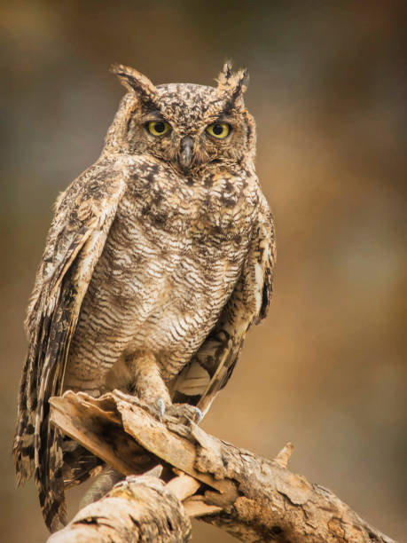 istock Beautiful Oman wildlife Pictures 1445899367