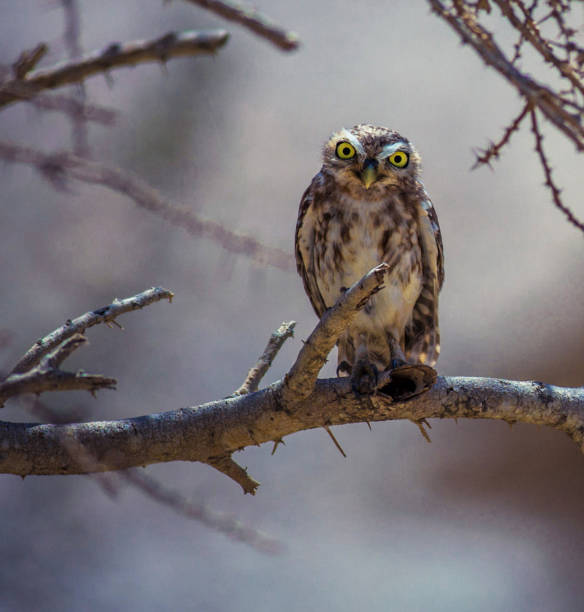 istock Beautiful Oman wildlife Pictures 1445899409