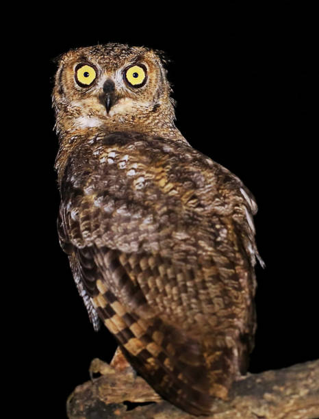 istock Beautiful Oman wildlife Pictures 1445899425