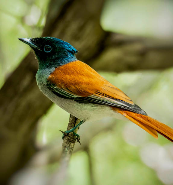 istock Beautiful Oman wildlife Pictures 1445899961