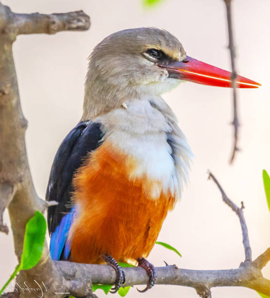 istock Beautiful Oman wildlife Pictures 1445900056