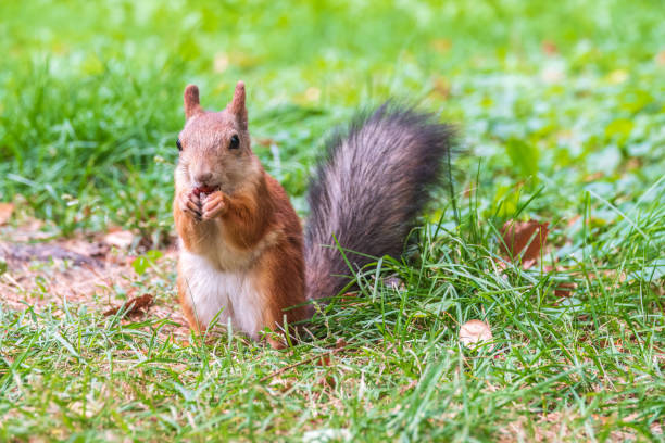 istock Autumn squirrel with nut sits on green grass with fallen yellow leaves 1445900103