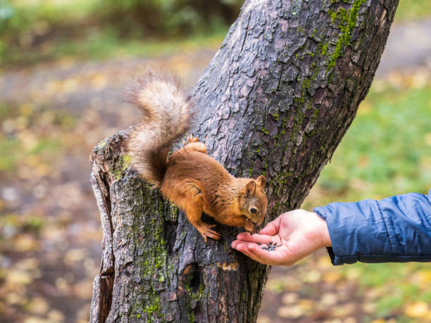 istock The boy feeds a squirrel with nuts from a hand in the wood 1445900360