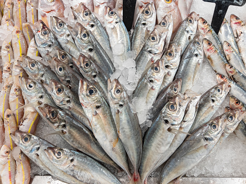 Fresh horse mackerel fishes at fish market