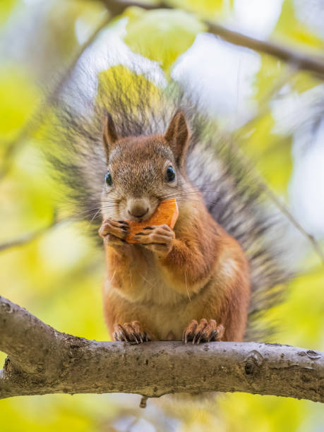 istock The squirrel sits on tree with carrot in the autumn. Eurasian red squirrel, Sciurus vulgaris. 1445901369
